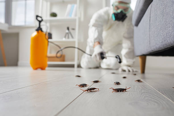 Post-Treatment Bed Bug Interceptor Monitoring in Byram